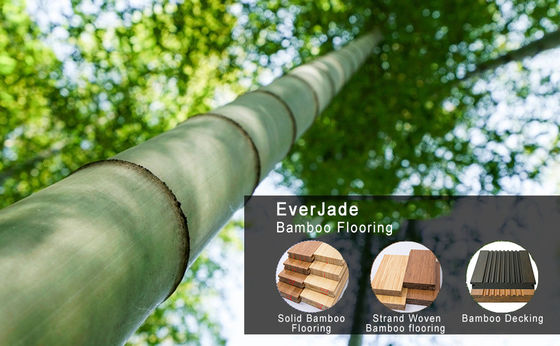 Aggiungi un tocco di eleganza moderna con pavimenti in bambù in foresta ecologica